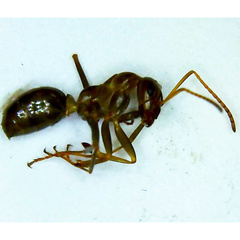 Formica pallidefulva