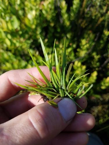 Image of Xyris brevifolia by (c) Scott Ward, some rights reserved (CC BY)