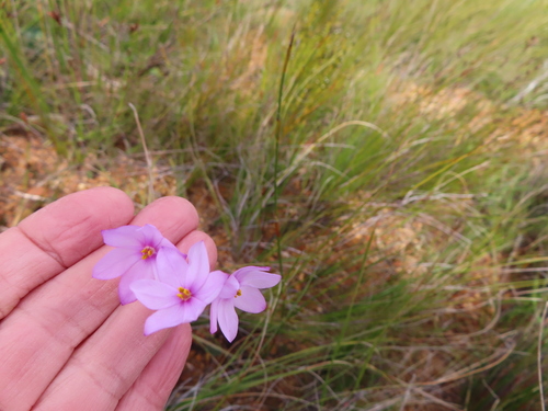 Image of Ixia micrandra by (c) linkie, some rights reserved (CC BY)