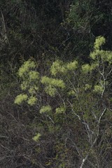 Steganotaenia araliacea araliacea