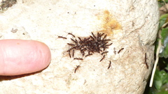 Leptogenys intermedia