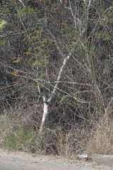 Steganotaenia araliacea araliacea