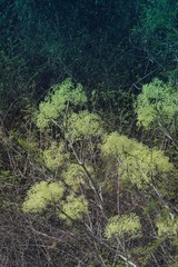Steganotaenia araliacea araliacea