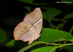 Cirrochroa thais