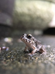 Fejervarya kawamurai