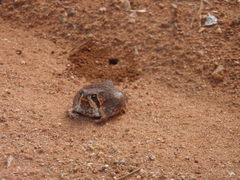 Breviceps