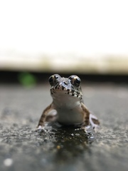 Fejervarya kawamurai