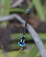 Argia bipunctulata