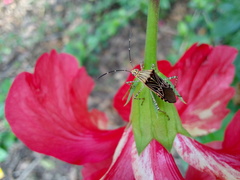 Hypselonotus lineatus