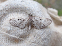 Eupithecia interruptofasciata