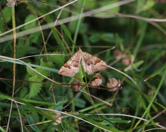 Pelurga comitata