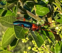 Stenaspis verticalis insignis