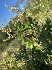 Stenaspis verticalis insignis