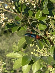 Stenaspis verticalis insignis