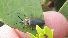 Afronycha emarginata