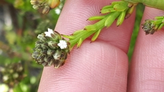 Thesium capitatum