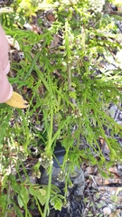 Thesium capitatum