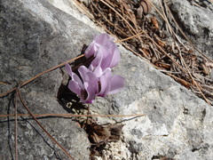 Cyclamen