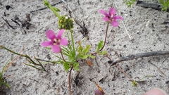 Diascia elongata