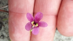 Diascia elongata