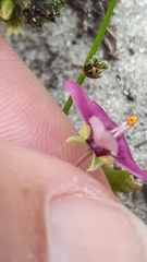 Diascia elongata