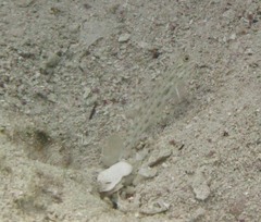 Ctenogobiops crocineus