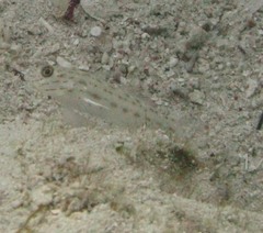 Ctenogobiops crocineus