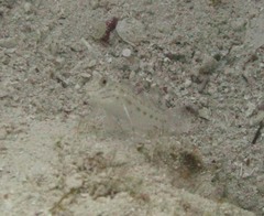 Ctenogobiops crocineus