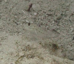 Ctenogobiops crocineus