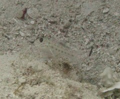 Ctenogobiops crocineus