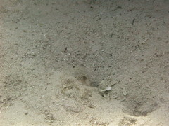 Ctenogobiops crocineus