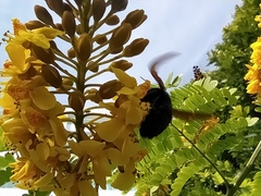 Xylocopa