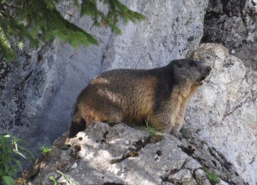 Alpine Marmot