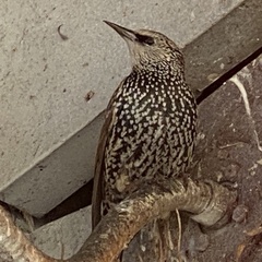 Sturnus vulgaris