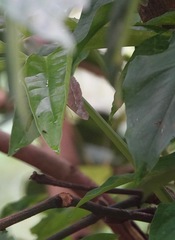 Eulaceura osteria