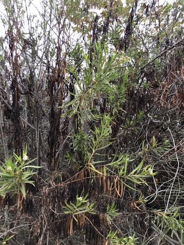 iNaturalist observation photo of mule fat