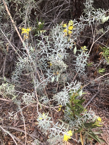 iNaturalist observation photo of Bladderpod