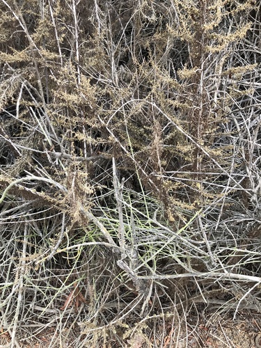 iNaturalist observation photo of California sagebrush