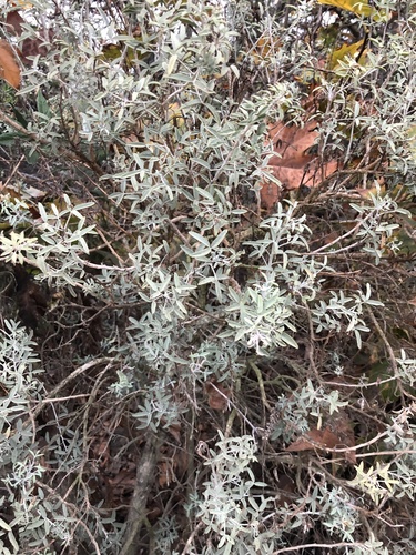 iNaturalist observation photo of Bladderpod