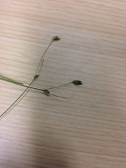 Carex trisperma