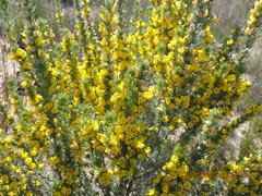 Aspalathus glabrescens