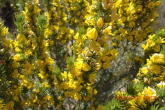 Aspalathus glabrescens