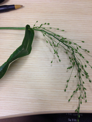 Dichanthelium sphaerocarpon