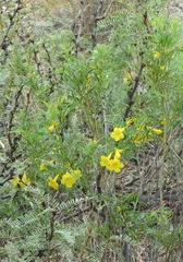 Tecoma stans angustata