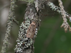 Agonopterix ocellana