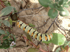 Euscirrhopterus gloveri