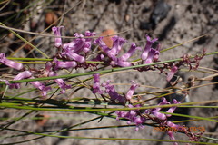 Cyphia digitata digitata