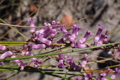 Cyphia digitata digitata