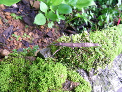 Pygirhynchus vigilans