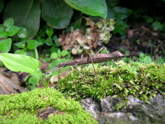 Pygirhynchus vigilans